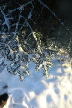 White snow on a bare tree branches on a frosty winter day, close up. Natura.. Fotos de archivo