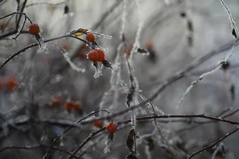 White snow on a bare tree branches on a frosty winter day, close up. Natura.. Fotos de archivo