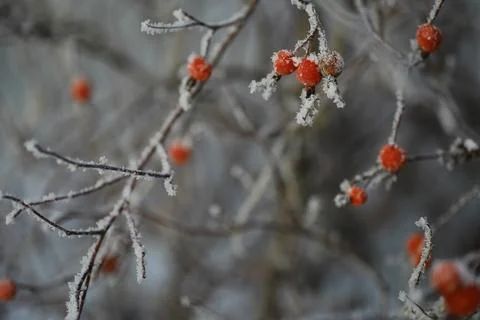 White snow on a bare tree branches on a frosty winter day, close up. Natura.. Fotos de archivo
