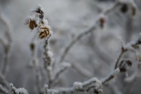 White snow on a bare tree branches on a frosty winter day, close up. Natura.. Fotos de archivo