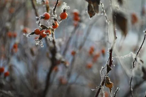 White snow on a bare tree branches on a frosty winter day, close up. Natura.. Fotos de archivo