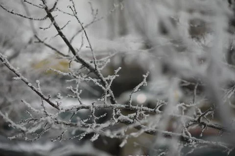 White snow on a bare tree branches on a frosty winter day, close up. Natura.. Fotos de archivo