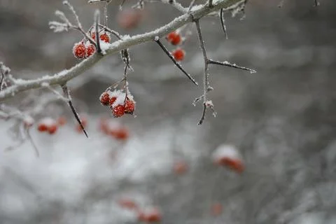 White snow on a bare tree branches on a frosty winter day, close up. Natura.. Fotos de archivo