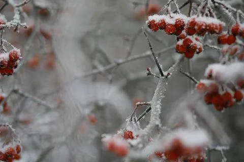 White snow on a bare tree branches on a frosty winter day, close up. Natura.. Fotos de archivo