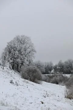White snow on a bare tree branches on a frosty winter day, close up. Natura.. Fotos de archivo