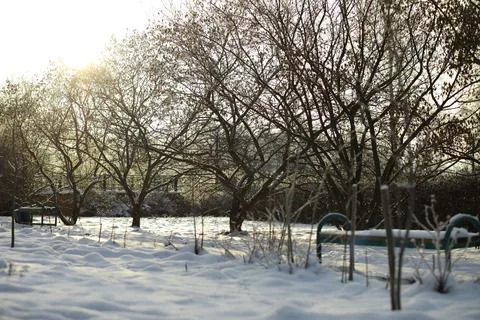 White snow on a bare tree branches on a frosty winter day, close up. Natura.. Fotos de archivo
