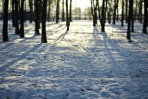 White snow on a bare tree branches on a frosty winter day, close up. Natura.. Fotos de archivo