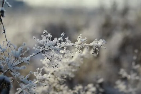 White snow on a bare tree branches on a frosty winter day, close up. Natura.. Fotos de archivo