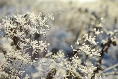 White snow on a bare tree branches on a frosty winter day, close up. Natura.. Fotos de archivo