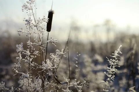 White snow on a bare tree branches on a frosty winter day, close up. Natura.. Fotos de archivo