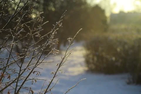 White snow on a bare tree branches on a frosty winter day, close up. Natura.. Fotos de archivo