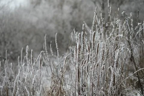 White snow on a bare tree branches on a frosty winter day, close up. Natura.. Fotos de archivo