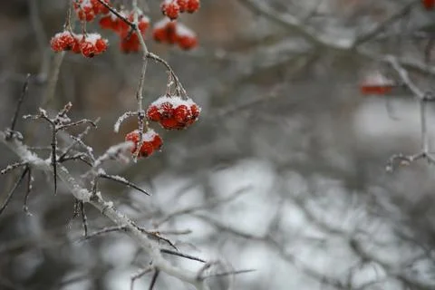 White snow on a bare tree branches on a frosty winter day, close up. Natura.. Fotos de archivo