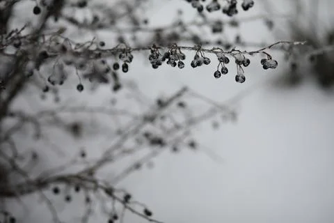 White snow on a bare tree branches on a frosty winter day, close up. Natura.. Fotos de archivo