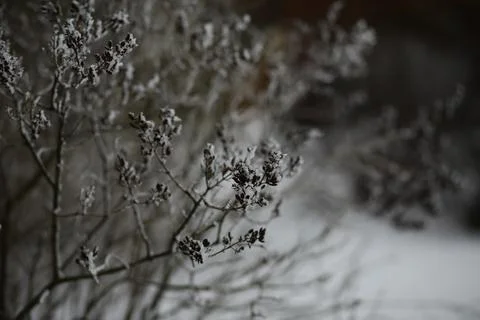 White snow on a bare tree branches on a frosty winter day, close up. Natura.. Fotos de archivo