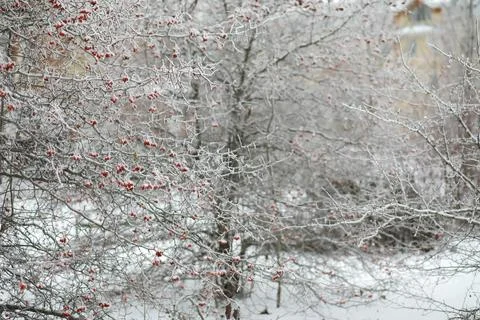 White snow on a bare tree branches on a frosty winter day, close up. Natura.. Fotos de archivo