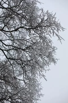 White snow on a bare tree branches on a frosty winter day, close up. Natura.. Fotos de archivo