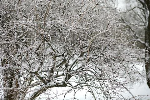 White snow on a bare tree branches on a frosty winter day, close up. Natura.. Fotos de archivo
