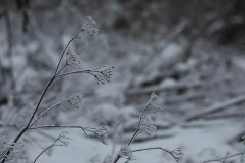 White snow on a bare tree branches on a frosty winter day, close up. Natura.. Fotos de archivo