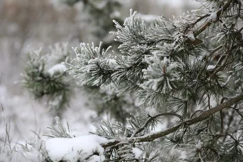 White snow on a bare tree branches on a frosty winter day, close up. Natura.. Fotos de archivo