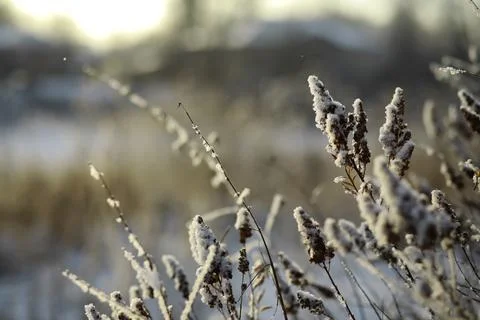 White snow on a bare tree branches on a frosty winter day, close up. Natura.. Fotos de archivo