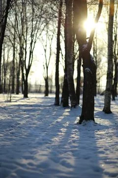 White snow on a bare tree branches on a frosty winter day, close up. Natura.. Fotos de archivo