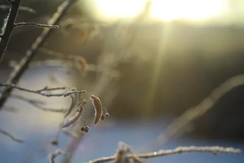 White snow on a bare tree branches on a frosty winter day, close up. Natura.. Fotos de archivo