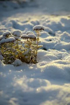 White snow on a bare tree branches on a frosty winter day, close up. Natura.. Fotos de archivo