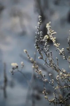 White snow on a bare tree branches on a frosty winter day, close up. Natura.. Fotos de archivo