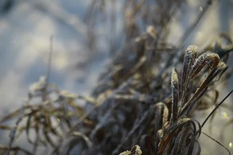 White snow on a bare tree branches on a frosty winter day, close up. Natura.. Fotos de archivo