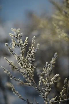 White snow on a bare tree branches on a frosty winter day, close up. Natura.. Fotos de archivo