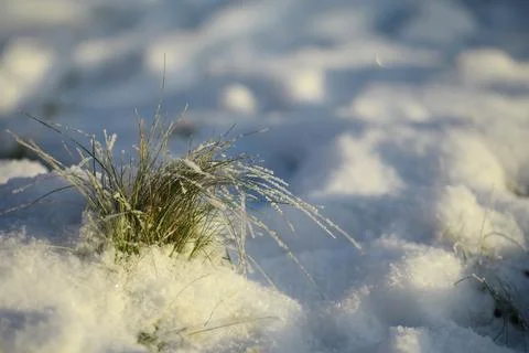 White snow on a bare tree branches on a frosty winter day, close up. Natura.. Fotos de archivo