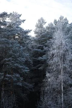 White snow on a bare tree branches on a frosty winter day, close up. Natura.. Fotos de archivo