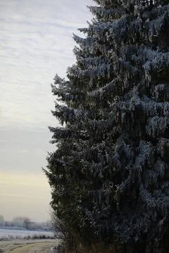 White snow on a bare tree branches on a frosty winter day, close up. Natura.. Fotos de archivo