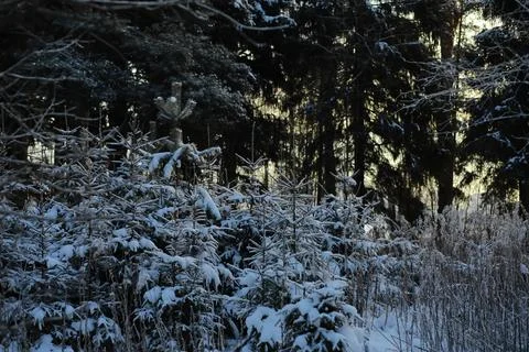 White snow on a bare tree branches on a frosty winter day, close up. Natura.. Fotos de archivo