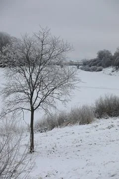 White snow on a bare tree branches on a frosty winter day, close up. Natura.. Fotos de archivo