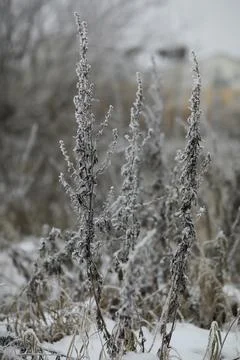 White snow on a bare tree branches on a frosty winter day, close up. Natura.. Stock Photos