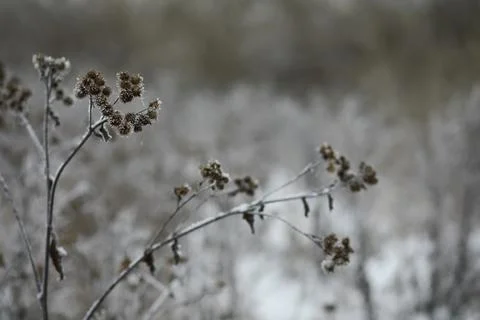 White snow on a bare tree branches on a frosty winter day, close up. Natura.. Fotos de archivo