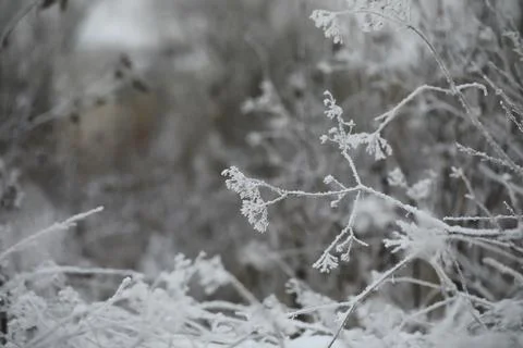 White snow on a bare tree branches on a frosty winter day, close up. Natura.. Fotos de archivo