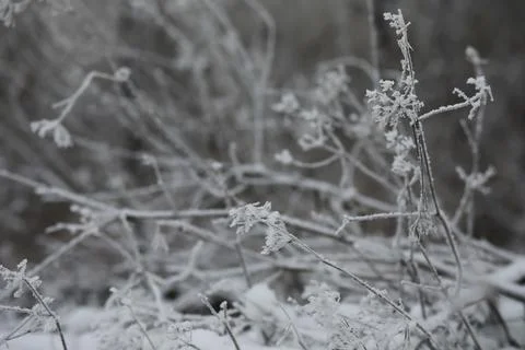 White snow on a bare tree branches on a frosty winter day, close up. Natura.. Fotos de archivo