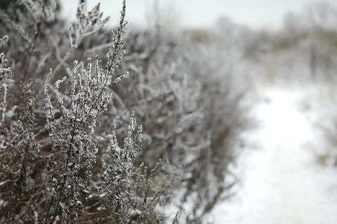 White snow on a bare tree branches on a frosty winter day, close up. Natura.. Fotos de archivo