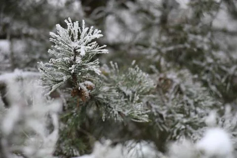 White snow on a bare tree branches on a frosty winter day, close up. Natura.. Fotos de archivo