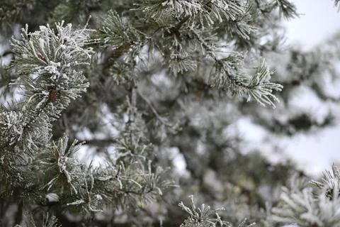 White snow on a bare tree branches on a frosty winter day, close up. Natura.. Fotos de archivo