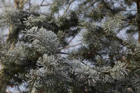 White snow on a bare tree branches on a frosty winter day, close up. Natura.. Fotos de archivo