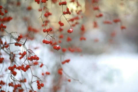 White snow on a bare tree branches on a frosty winter day, close up. Natura.. Fotos de archivo