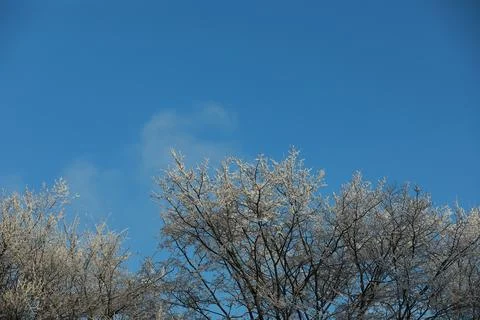 White snow on a bare tree branches on a frosty winter day, close up. Natura.. Fotos de archivo