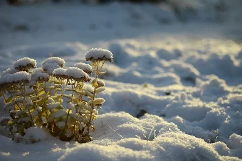 White snow on a bare tree branches on a frosty winter day, close up. Natura.. Fotos de archivo