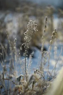 White snow on a bare tree branches on a frosty winter day, close up. Natura.. Stock Photos