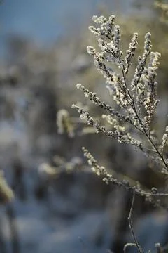 White snow on a bare tree branches on a frosty winter day, close up. Natura.. Fotos de archivo