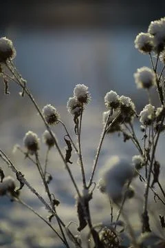 White snow on a bare tree branches on a frosty winter day, close up. Natura.. Fotos de archivo
